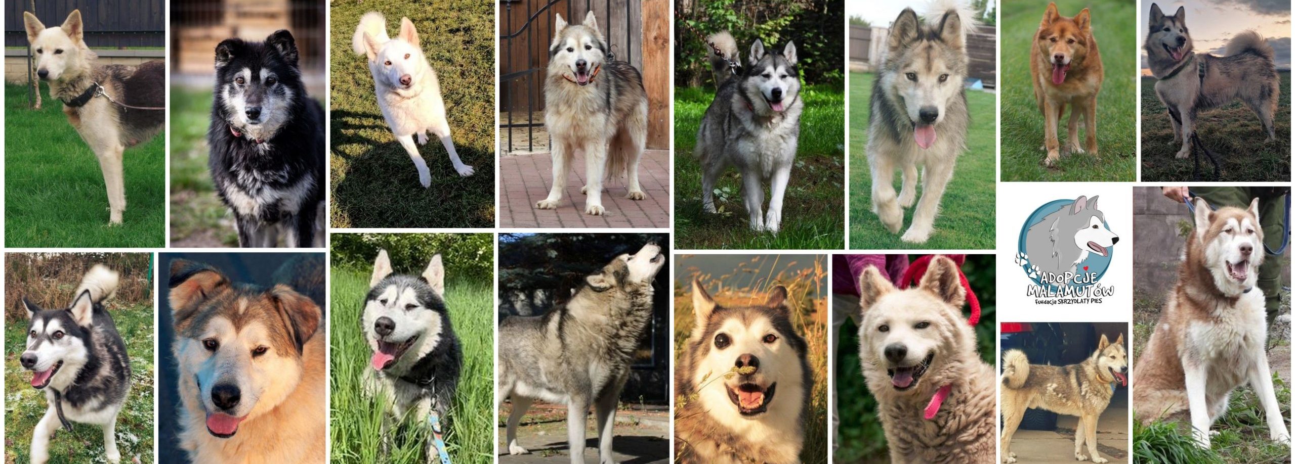 Adopcje Malamutów 
